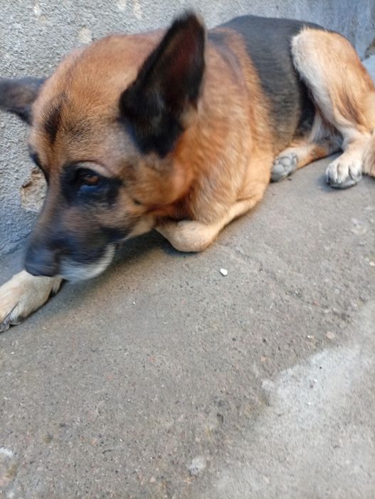 Сейчас щенков нету, буду только в Апреле , кому нужно берите на заметк