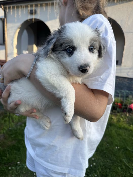 Blue merle samiec Border Collie