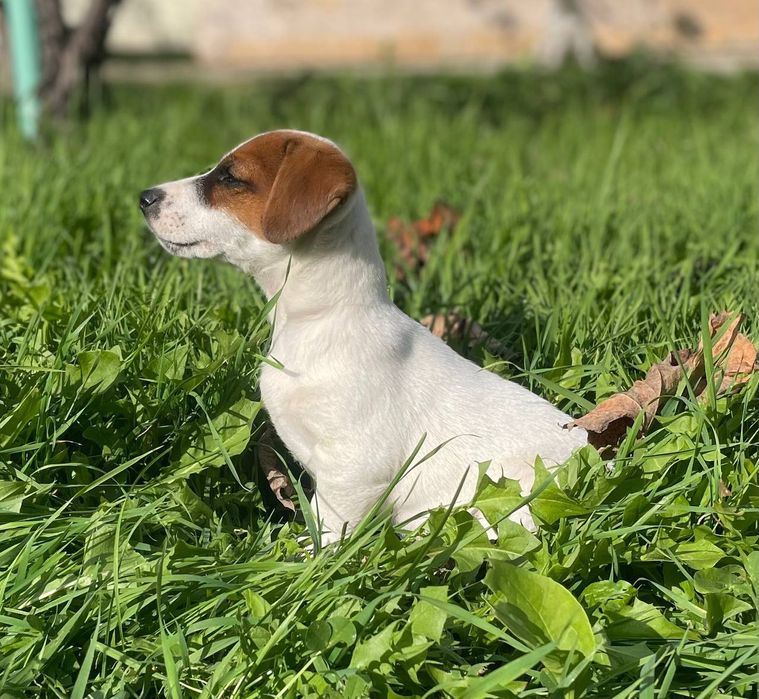 Дівчинка Джек Рассел