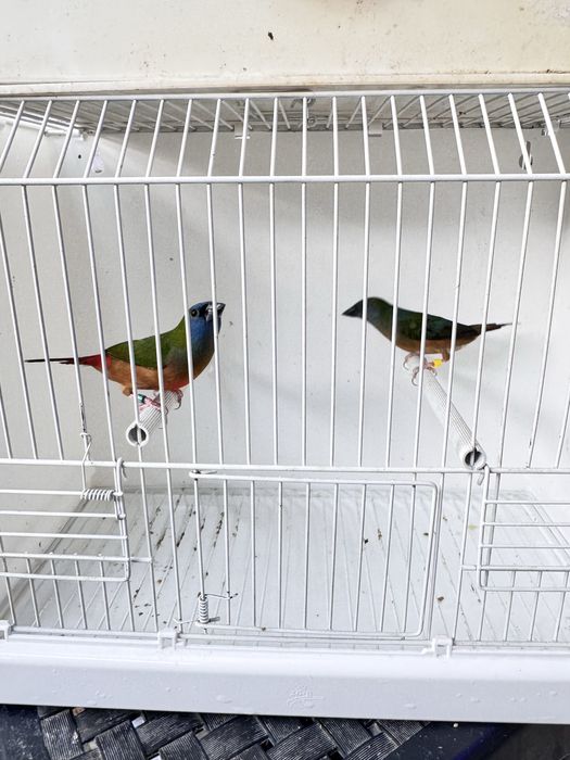 Varias aves para cedencia aves 2026