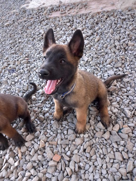 Pastor Belga Malinois LOP e Afixo