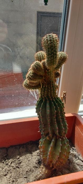 Кактус безкоштовно