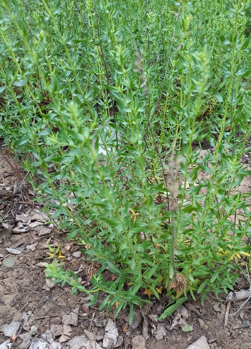 Иссоп синий (многолет. растение)