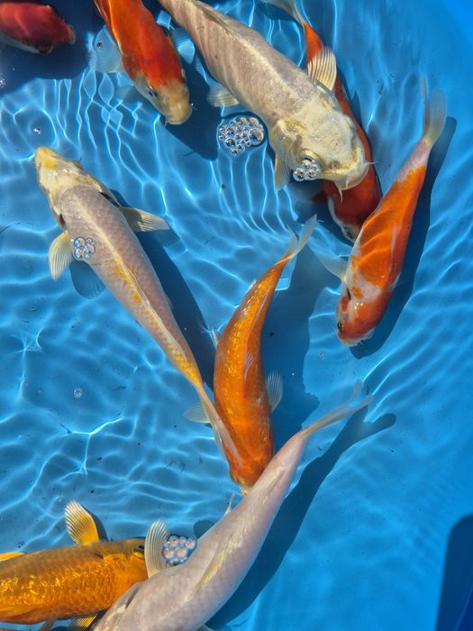 Carpas koi 16/22cm