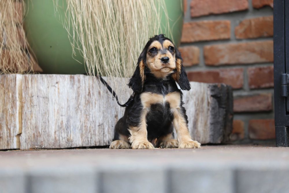 Cocker Spaniel szczeniak