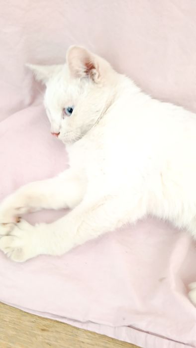 Кошенята шукають домівку