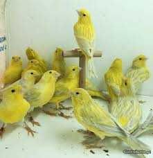 Vendo 300 canários varias raças