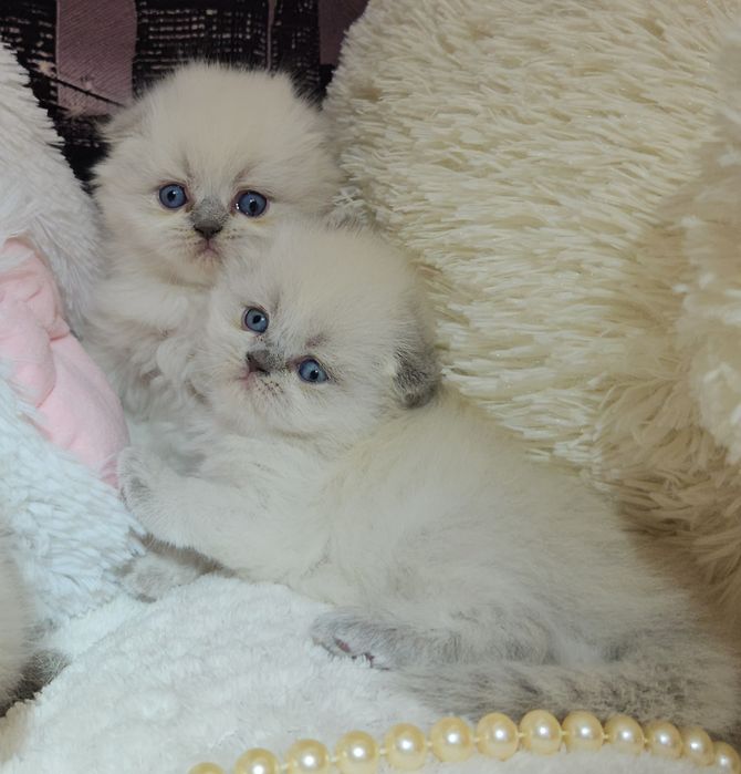 Продам Шотландских кошенят. Висловухі