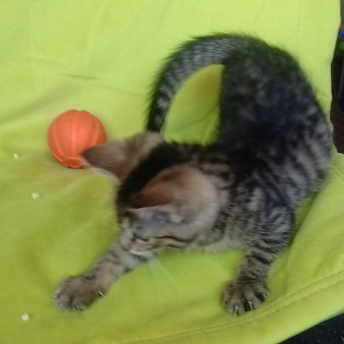 Кошенятко безкоштовна