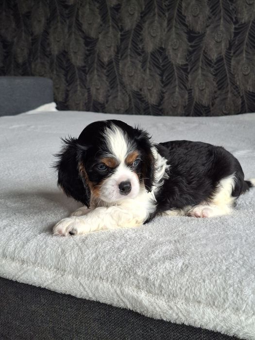 Cavalier King Charles Spaniel