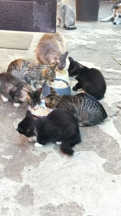 Коти і 1 кішка жруть все підряд