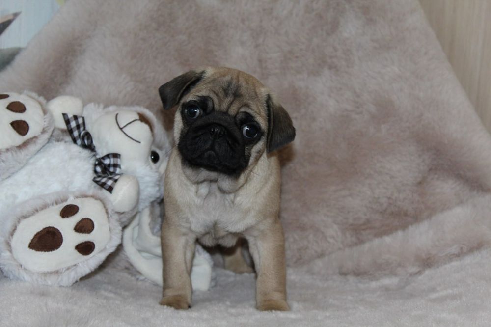 Розкішні мопсики