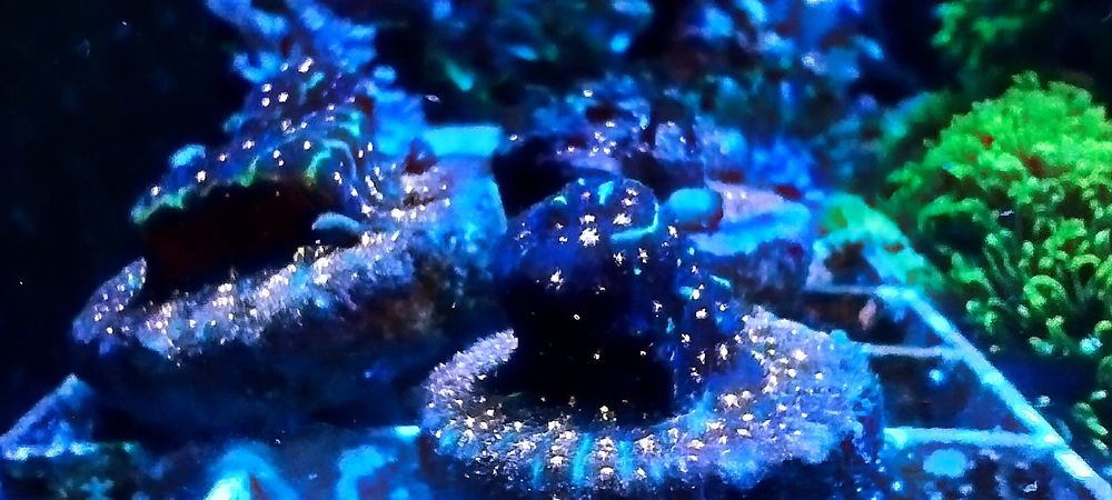 Кораллы для морского аквариума