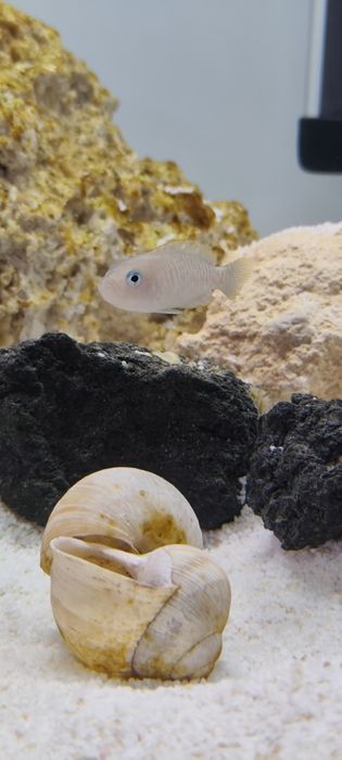 Tropheus Ikola, pyszczak tanganika