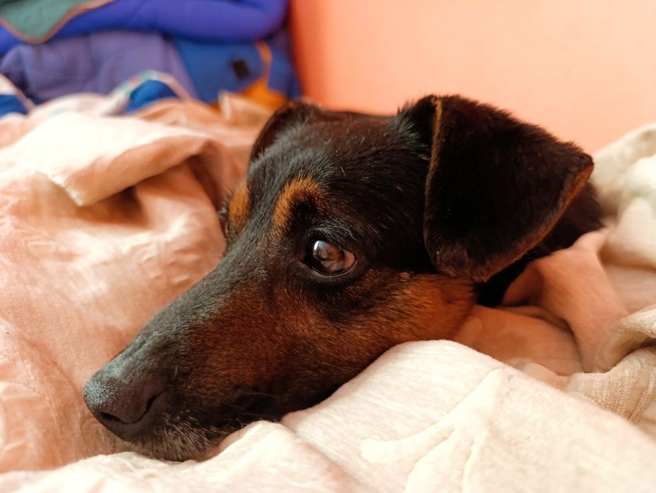 Маленький хатній собачка