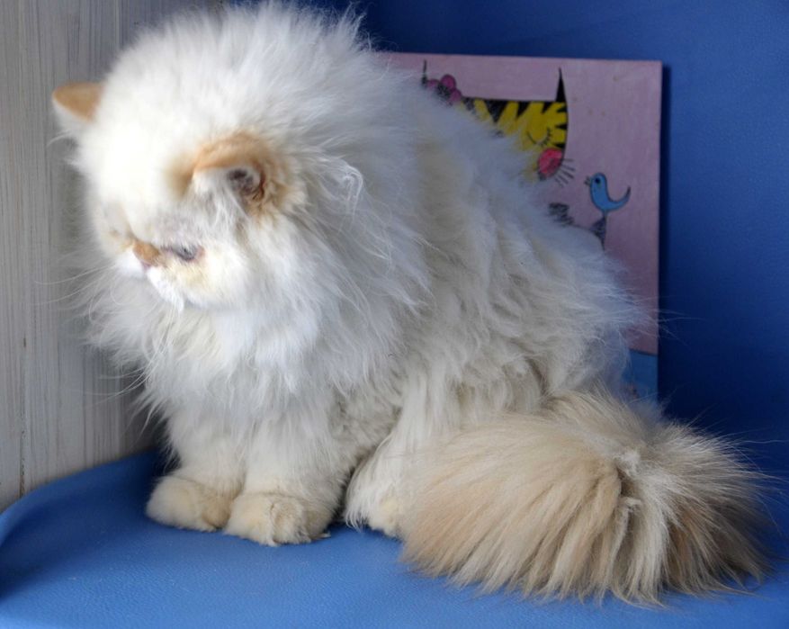 Персидский мальчик гималайский ред поинт , питомник