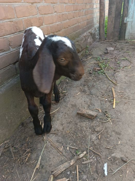 Продам стадо кіз