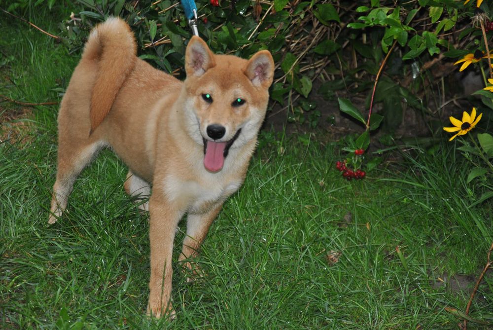 Shiba inu piesek