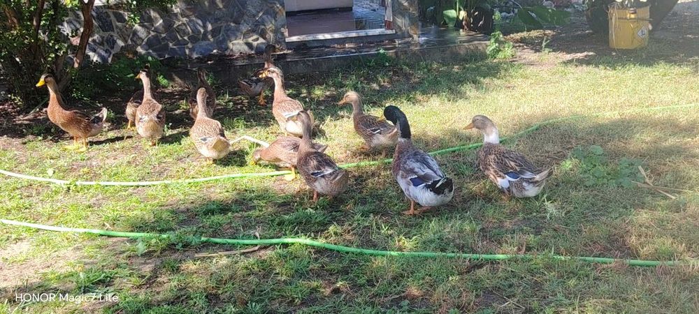 Patos rouen quase adultos