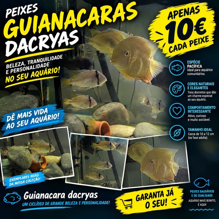 ciclideos americanos para comunitários
