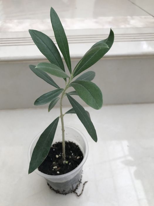 Оливковое деревце (саженцы)