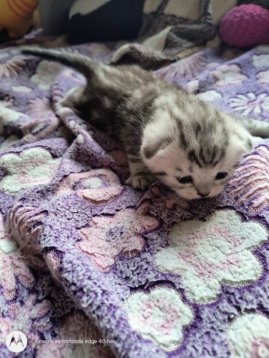 Британские котята