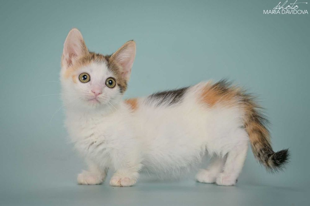 Манчкін дівчинка Глаша