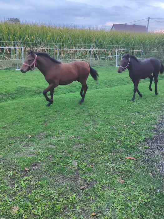 Ogierki huculskie,hucuły