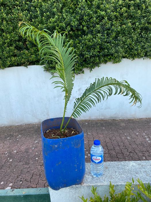 Cyca / cica revoluta