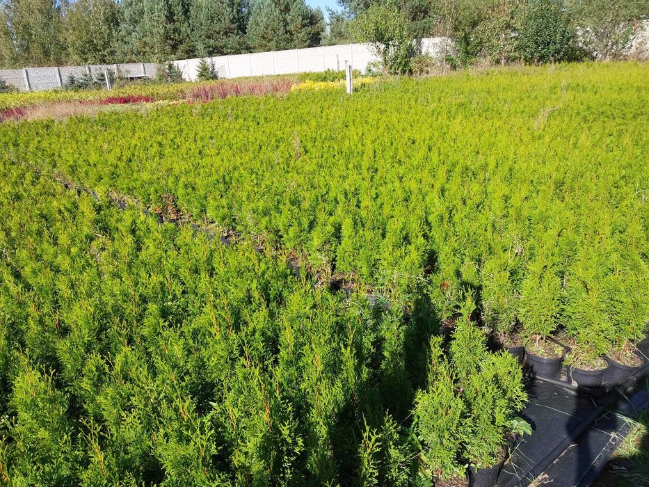Thuja SMARAGD 70cm TUJA PROMOCJA Brabant  Aureospicata 80cm szmaragd