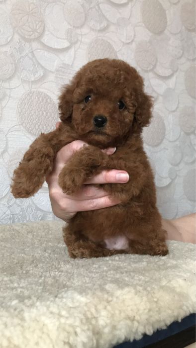 Той пудель для вязки