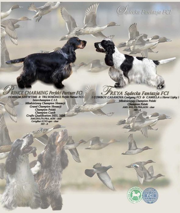 Cocker Spaniel Angielski - Chłopak BonBon ZKwP