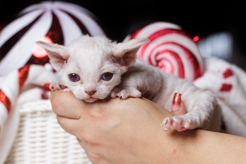 Devon Rex* kotka point - owieczka