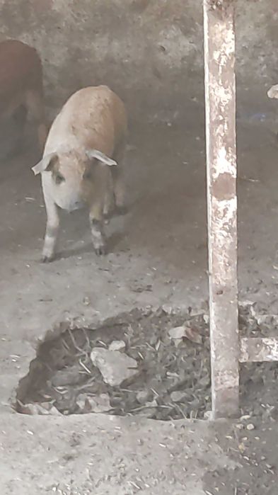 Продам поросят Венгерська пухова мангалиця