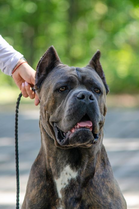 Вязка Кане Корсо КСУ