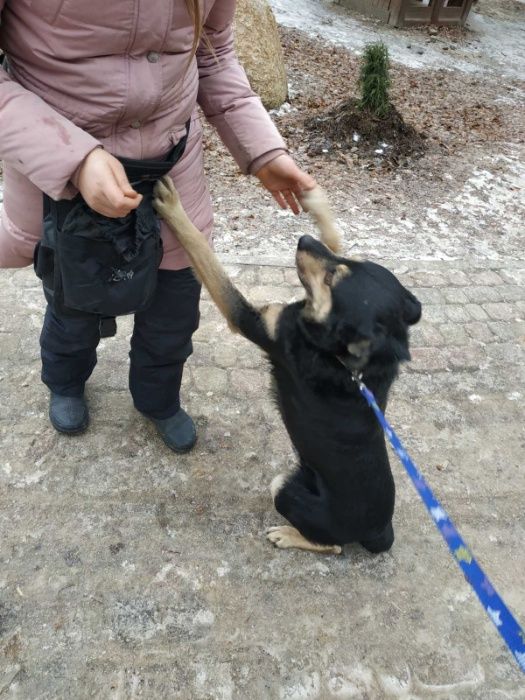 Перетримка собак .