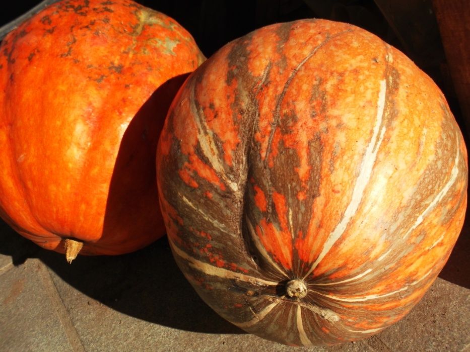Sementes de Abóbora menina biológica