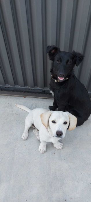 cães bebé para dar