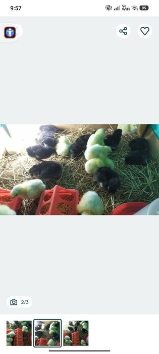 Pintos da raça La Bresse Gauloise 6€