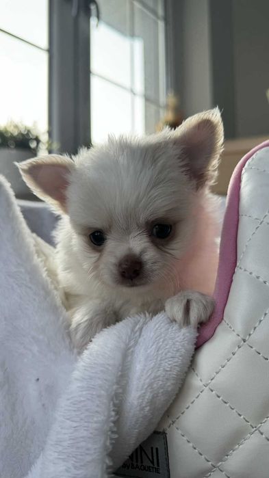 Piesek Chihuahua z Rodowodem Biel&Cream do 2kg