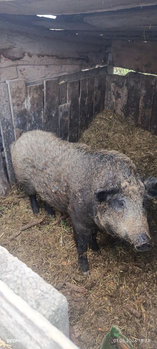 Продам Свині порода Мангали
