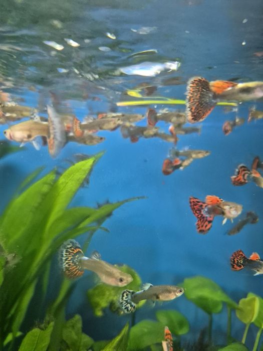 Gupik taiger / cobra red Kraków (Swoszowice)