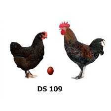 шоколадне яйце домінанта на інкубацію