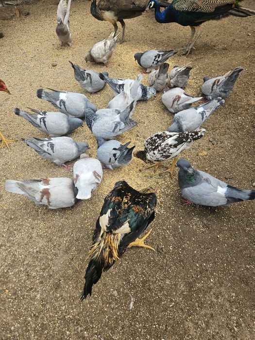 Pombos mundanos 20€ o casal