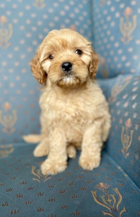 Cavapoo f1 sunia