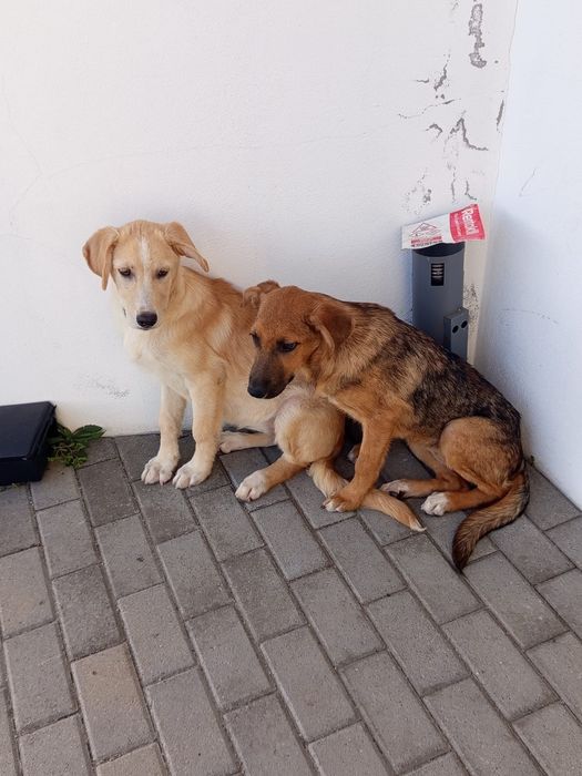 Cadelinhas bebes para adopção