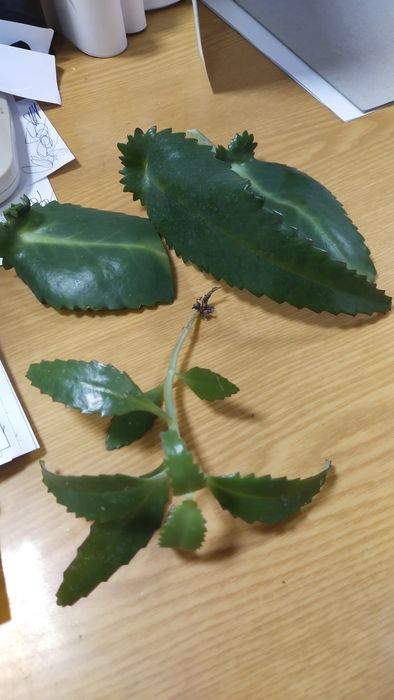 Чихалка (каланхоэ)