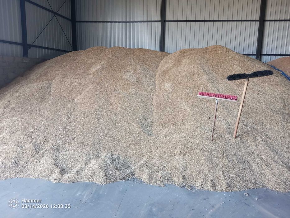 Sprzedam jęczmień jary