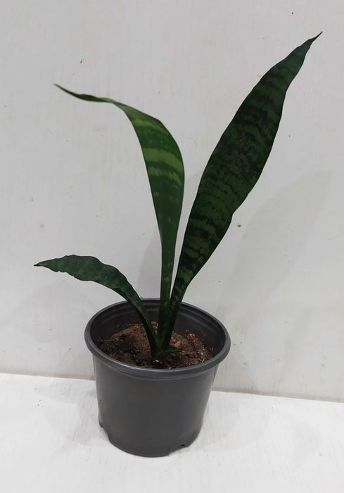 Сансевиерия растение