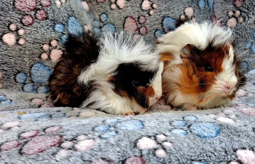 Cavia domowa świnki morskie samiczki peruwianki.